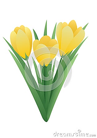 Spring flower - crocus Vector Illustration
