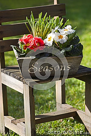 Spring flower decoration in garden with primroses Stock Photo