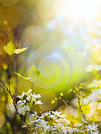 Spring flower and fly butterfly; abstract sunny beautiful Easter Stock Photo