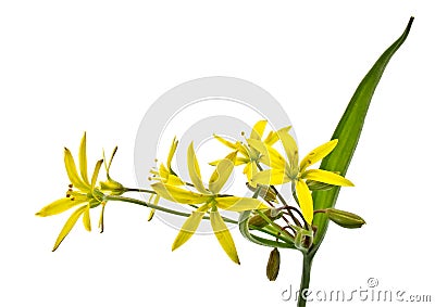 Spring flower (Gagea lutea) Stock Photo