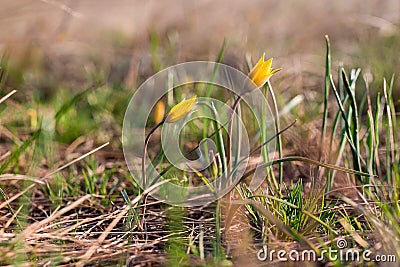 spring flower of Gagea lutea or goose onions close-up. Yellow Star-Of-Bethlehem Stock Photo