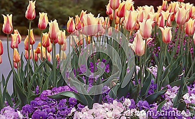 Spring Flower Garden with soft pink and cream tulips mixed with purple pansies Stock Photo