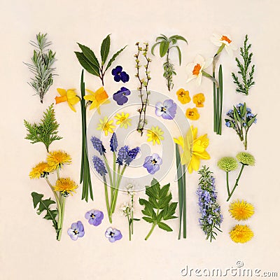 Spring Flower and Herb Large Selection Stock Photo