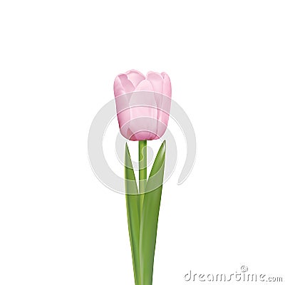 Spring flower Vector Illustration