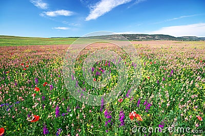 Spring flower meadow Stock Photo