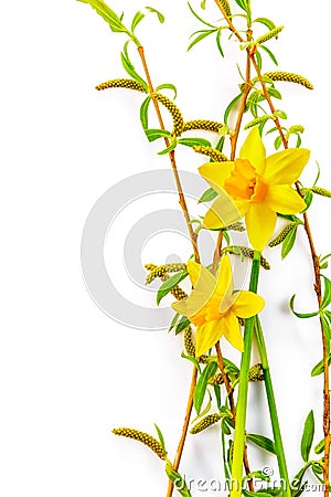 Spring flower narcissus top view green leaf. Stock Photo