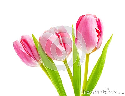 Spring flower pink tulips bouquet Stock Photo