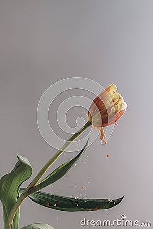 Spring flower of red-yellow tulip with paint jets, brightness Stock Photo