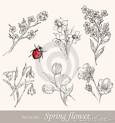 Spring flower set Vector Illustration