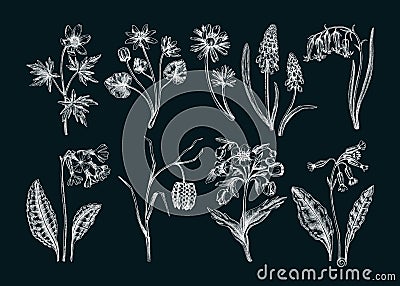 Spring flower sketches. Hand-drawn botanical set with wildflowers. Cowslip, bluebell, grape hyacinth, hellebore, fritillary, Vector Illustration