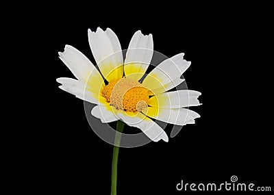 solitary Crown daisy - Glebionis coronaria isolated on black. Stock Photo