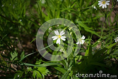 Spring flower Stock Photo