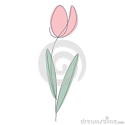 Spring flower on white background, tulip vector Vector Illustration