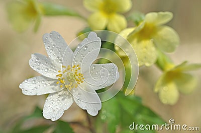 Spring flower wood anemone - Anemonoides nemorosa Stock Photo