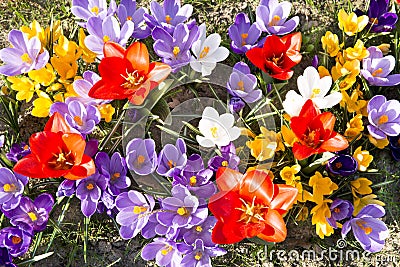 Spring flowers Stock Photo