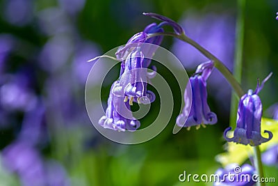 spring flowering bluebell Stock Photo