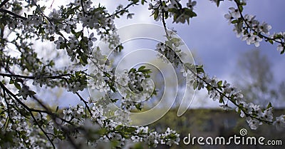 Spring flowering: branches of flowering apple or cherry in the park. White flowers of an apple tree or cherry on a Stock Photo