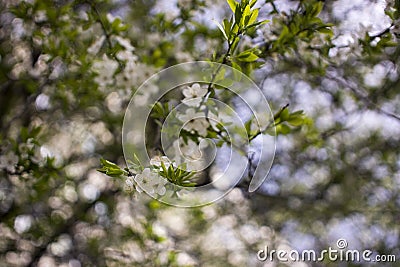 Spring flowering: branches of flowering apple or cherry in the park. White flowers of an apple tree or cherry on a Stock Photo