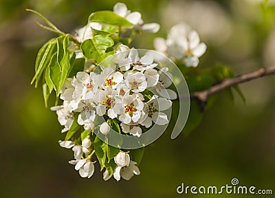 The spring flowering Stock Photo