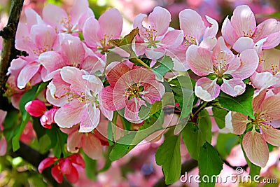 Spring Flowering Stock Photo