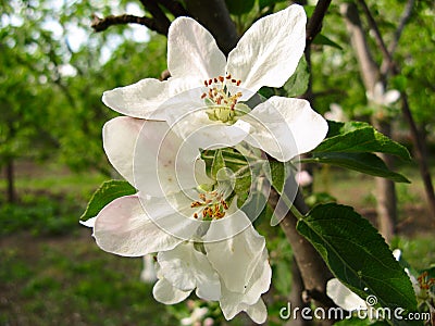 Spring flowering of fruit trees Stock Photo