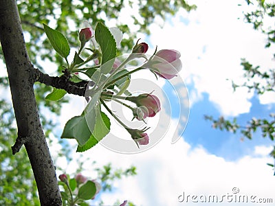 Spring flowering of fruit trees Stock Photo