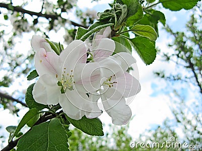 Spring flowering of fruit trees Stock Photo