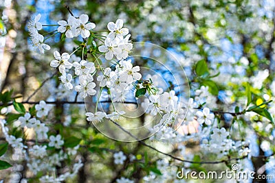 Spring flowering orchard, blossom cherry tree. Beautiful natural backdrop wallpaper. Many white flowers on a background of an Stock Photo