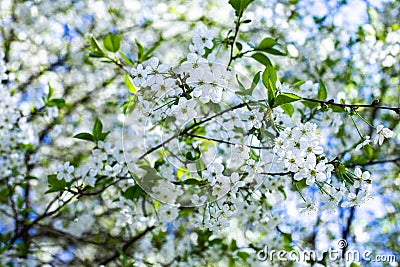 Spring flowering orchard, blossom garden cherry tree. Idyllic natural background wallpaper backdrop. Many white flowers in the Stock Photo