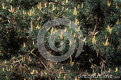 Spring flowering pine tree,.Pinus sylvestris Stock Photo