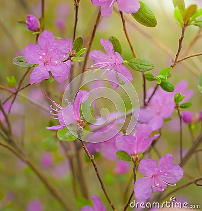 Spring flowering pink almond closeup Stock Photo