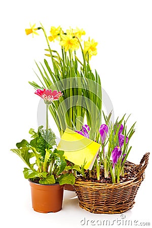 Spring flowering plants Stock Photo