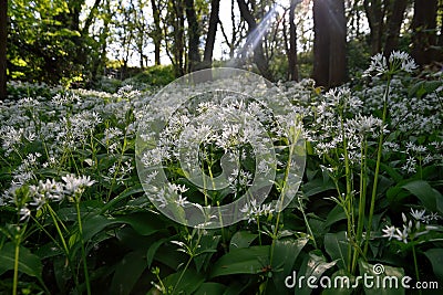 Spring flowering plants of hramsa bear garlic in green shady forest, sun ray Stock Photo