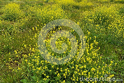 Spring flowering rapeseed in the field Stock Photo