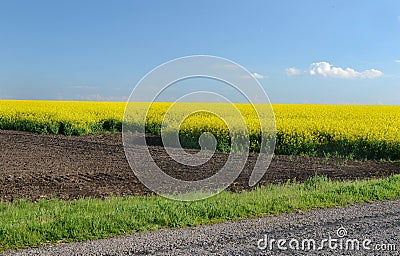 Spring flowering of rapeseed Stock Photo