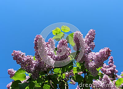 Spring flowering shrubs white and purple Syringa Stock Photo