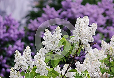 Spring flowering shrubs white and purple Syringa Stock Photo