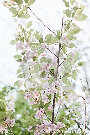 Spring flowering trees bloom pink flowers Stock Photo