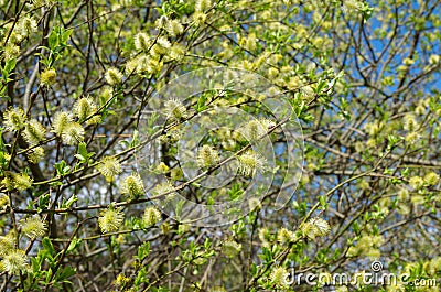 Spring flowering willow Stock Photo