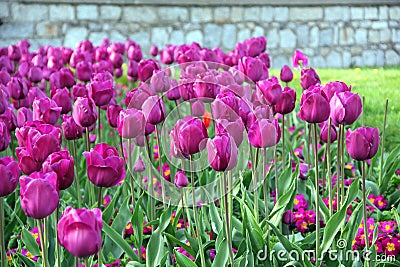 Spring Flowers Stock Photo