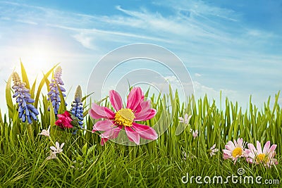 Spring flowers Stock Photo