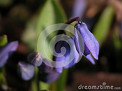 Spring Flowers Stock Photo