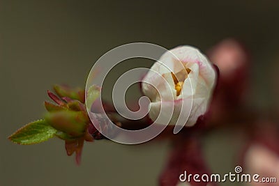 Spring flowers. Apricot flower up close. Beauty of nature. Stock Photo