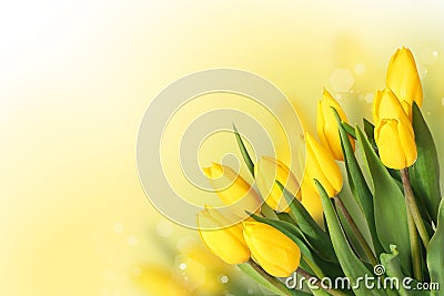 Spring Flowers. Beautiful Yellow Tulips Bouquet Stock Photo