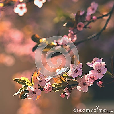 Spring flowers. Beautifully blossoming tree branch. Japanese Cherry - Sakura and sun with a natural colored background. Stock Photo