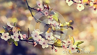 Spring flowers. Beautifully blossoming tree branch. Japanese Cherry - Sakura and sun with a natural colored background. Stock Photo