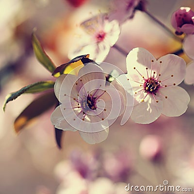 Spring flowers. Beautifully blossoming tree branch. Japanese Cherry - Sakura and sun with a natural colored background. Stock Photo