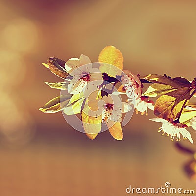 Spring flowers. Beautifully blossoming tree branch. Japanese Cherry - Sakura and sun with a natural colored background. Stock Photo