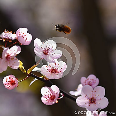 Spring flowers. Beautifully blossoming tree branch. Japanese Cherry - Sakura and sun with a natural colored background. Stock Photo