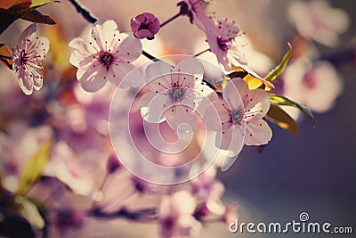 Spring flowers. Beautifully blossoming tree branch. Japanese Cherry - Sakura and sun with a natural colored background. Stock Photo